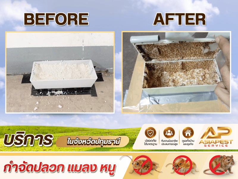 รับกำจัดปลวกปทุมธานี รับกำจัดปลวกปทุมธานี